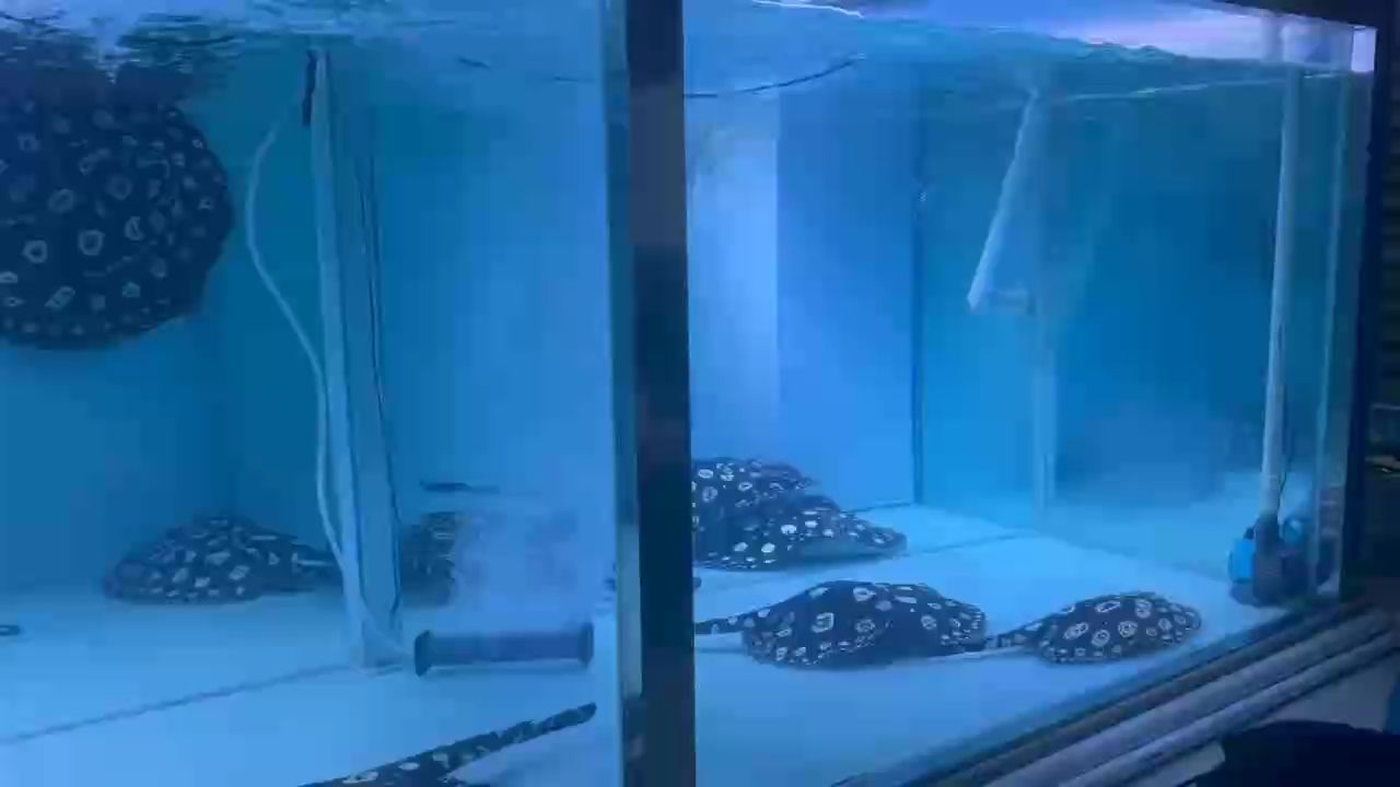 給大魚缸換水的作文:體驗給大魚缸換水的樂趣:體驗給大魚缸換水:給大魚缸換水的作文 #結果 龍魚論壇 #結果 #結果 龍魚論壇
