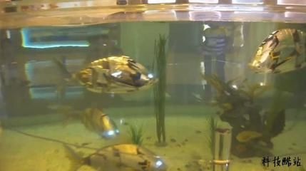 韓國觀賞魚市場前景如何（韓國觀賞魚市場前景如何？）