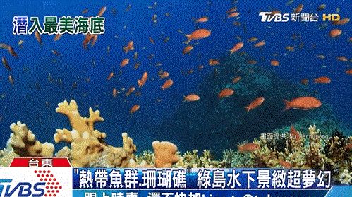 韓國觀賞魚市場前景如何（韓國觀賞魚市場前景如何？）