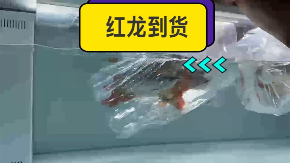 小紅龍到貨～進直播間看新魚?? #萬隆天王紅龍 #紅龍 #龍魚 #觀賞魚