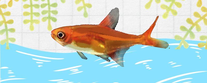 二手魚缸清洗方法大全圖解圖片（二手魚缸如何清洗）