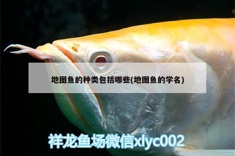 魚缸 地圖魚的種類包括哪些(地圖魚的學名) 黃金貓魚百科 地圖魚的種類包括哪些(地圖魚的學名) 地圖魚的種類包括哪些(地圖魚的學名) 黃金貓魚百科
