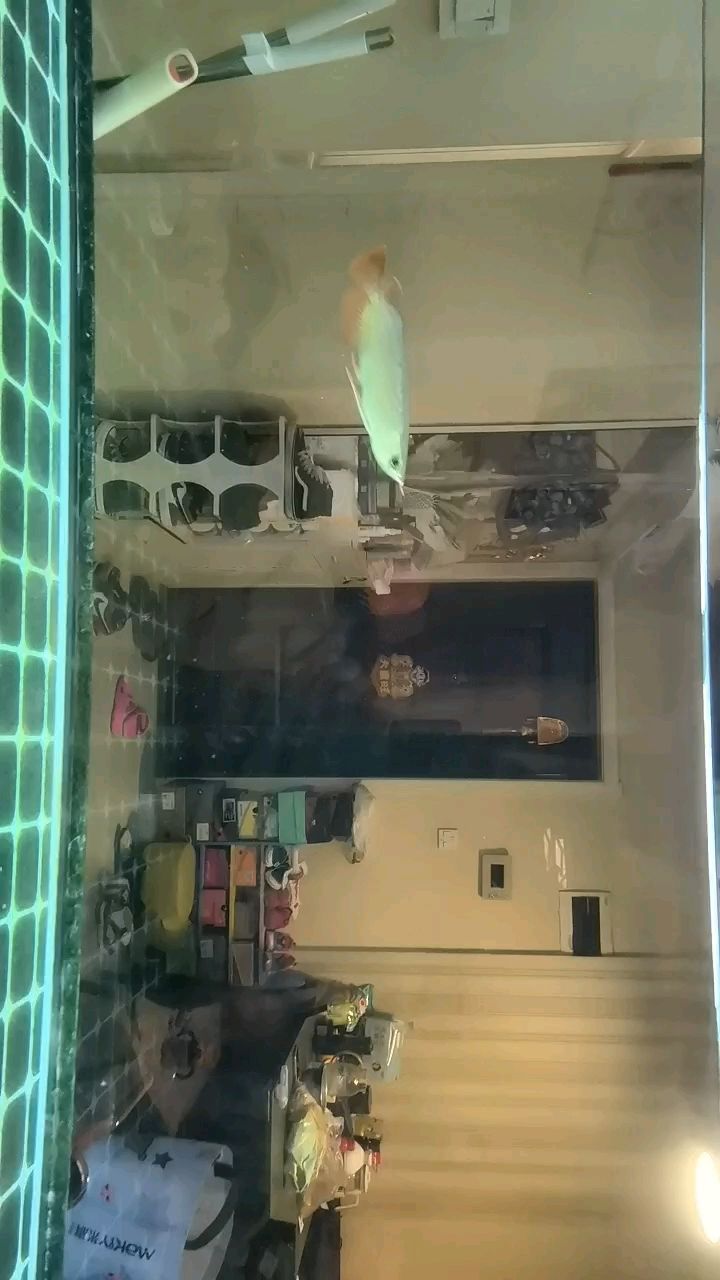 養了4年的古典過背沒了，