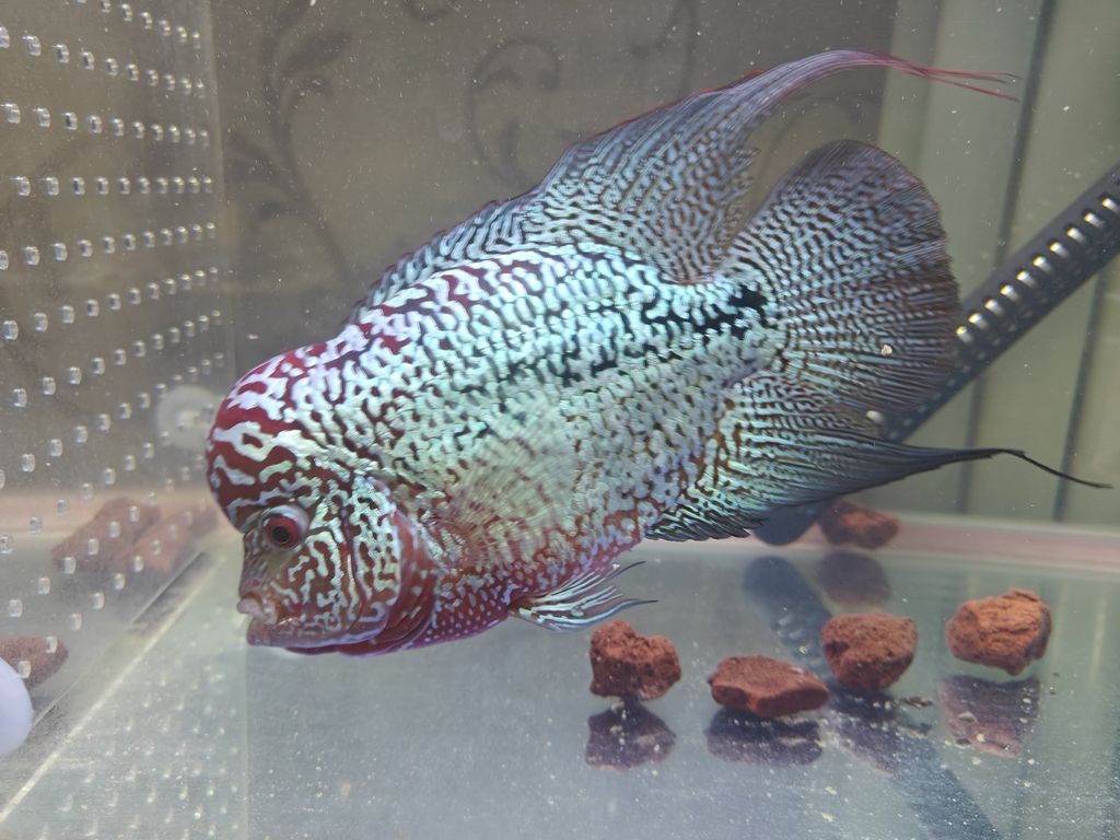 我這是啥魚？大佬們幫我說說。 我這是啥魚？大佬們幫我說說。 龍魚論壇 第3張