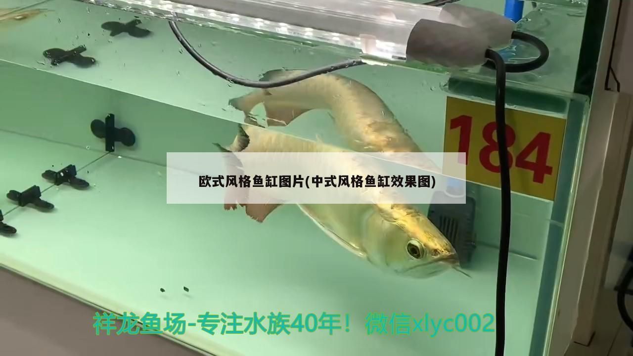 歐式風格魚缸圖片(中式風格魚缸效果圖)