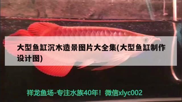 大型魚缸沉木造景圖片大全集(大型魚缸制作設計圖)