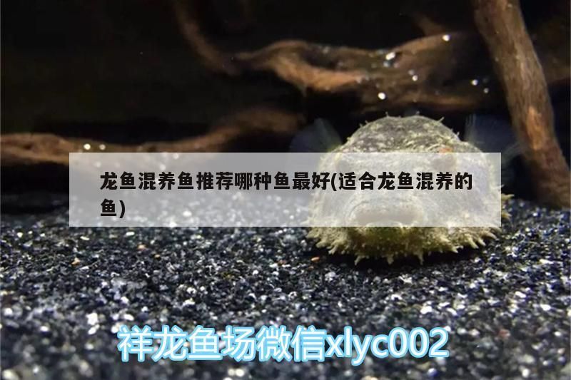 鄭州觀賞魚批發基地地址電話號碼（ 鄭州觀賞魚批發基地地址電話號碼是多少）