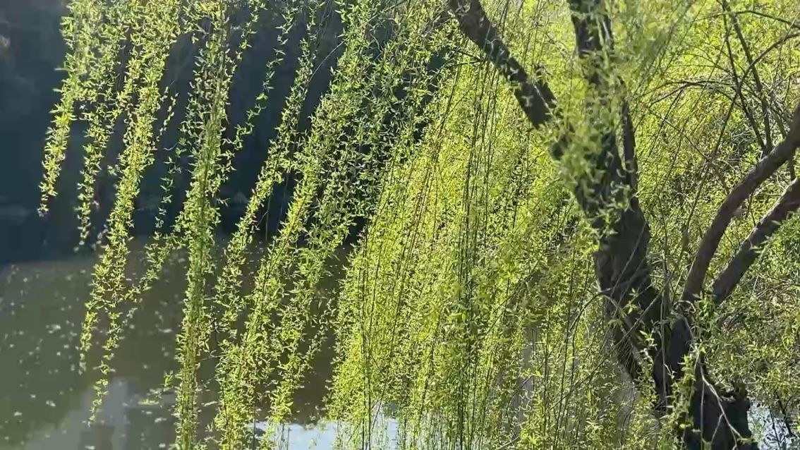 春天 春天 龍魚論壇