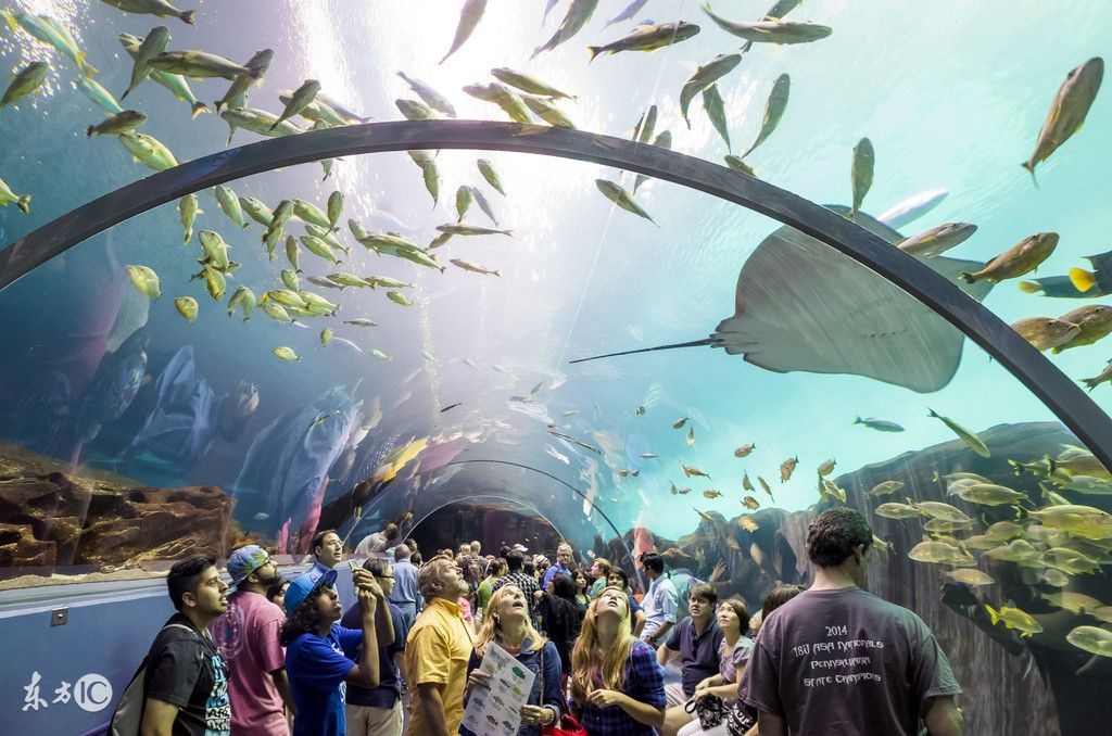 水族館一般多大：歐洲最大水族館規(guī)模可以從多個(gè)維度來衡量水體容量