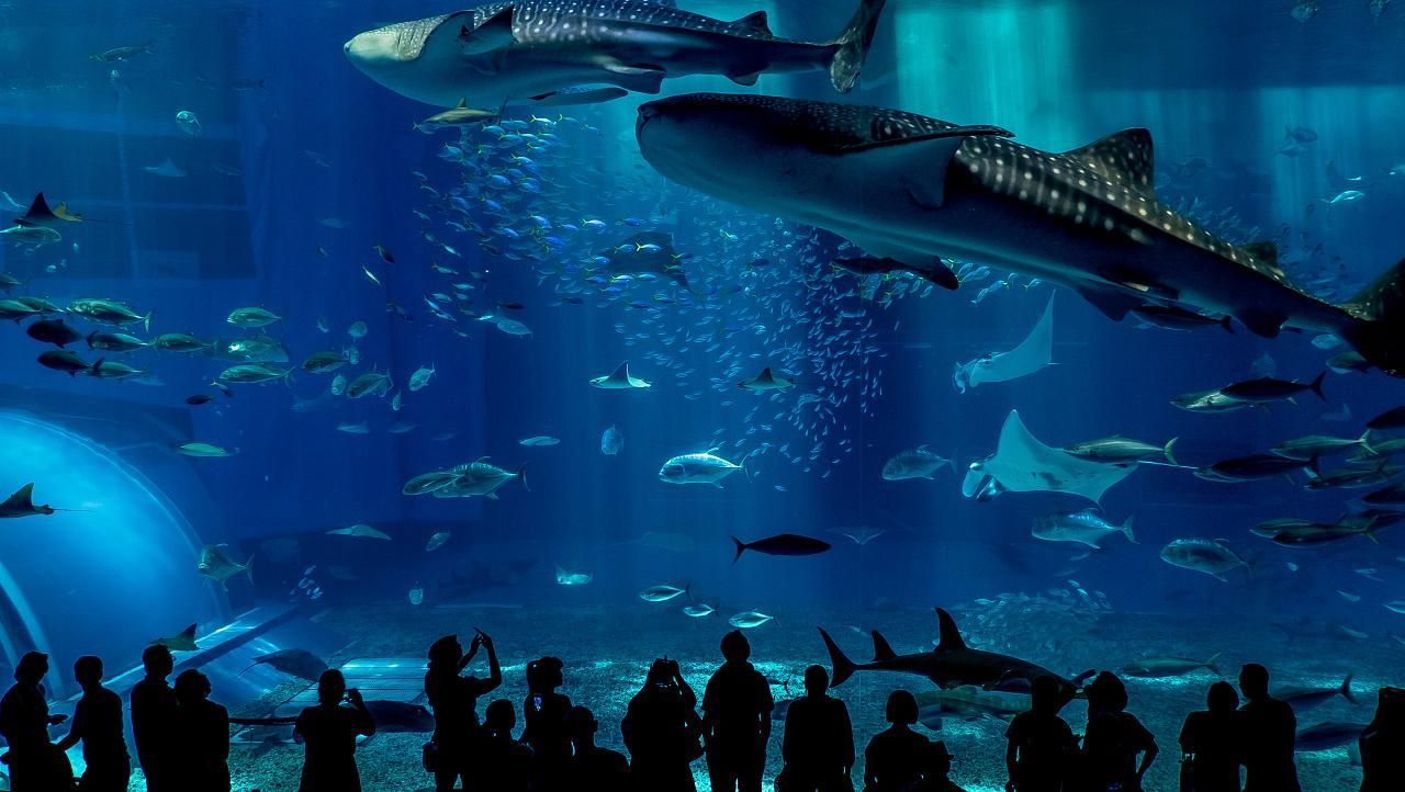 水族館一般多大：歐洲最大水族館規(guī)模可以從多個(gè)維度來衡量水體容量