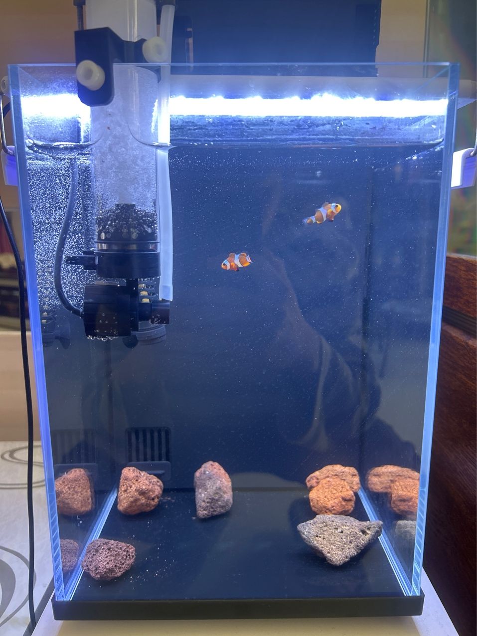 新開的小海缸v(°?^*)⌒☆ 新開的小海缸v(°?^*)⌒☆ 龍魚論壇 第1張