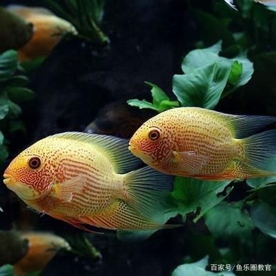 觀賞魚溫度要控制幾度？（觀賞魚的適宜水溫）