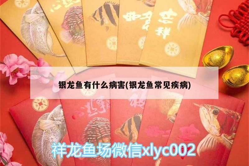 銀龍魚有什么病害(銀龍魚常見疾病) 銀龍魚有什么病害(銀龍魚常見疾病) 銀龍魚百科
