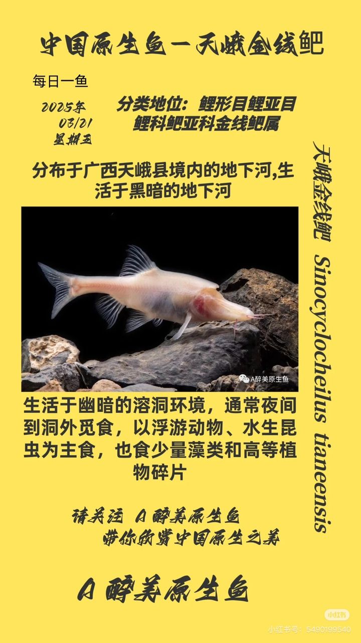 天峨金線鲃