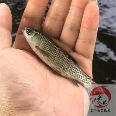 魚一天死一條？警惕這四種致命疾病！
