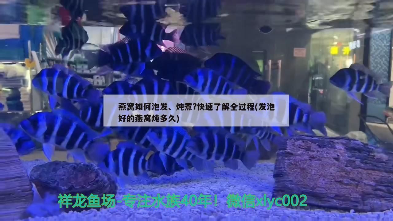 重慶魚缸定制廠家地址電話查詢價格（重慶魚缸批發(fā)市場在哪里）