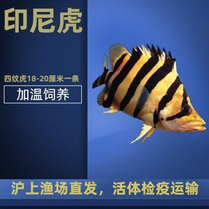 金龍魚用什么魚缸養最好呢，金龍魚魚缸布置技巧
