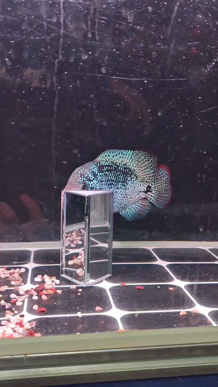滿紋古典羅漢魚(yú) 滿紋古典羅漢魚(yú) 龍魚(yú)論壇