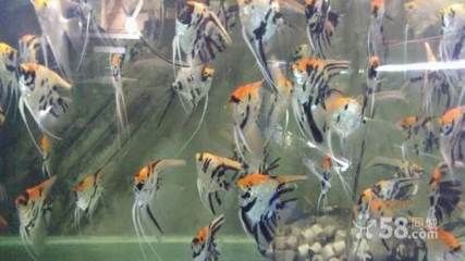 觀賞魚零售價格多少合適（觀賞魚的零售價格與飼養技巧） 觀賞魚零售價格多少合適（觀賞魚的零售價格與飼養技巧） 仟湖 第4張
