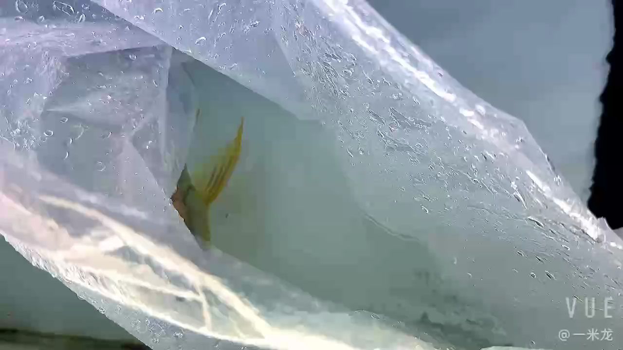 金頭欣賞視頻 金頭欣賞視頻 龍魚論壇
