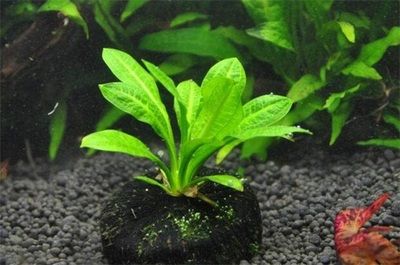 有哪些藥物可以預防魚體潰爛，魚體潰爛怎么辦