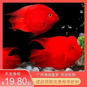 紅色的觀賞魚可以吃嗎（紅色的觀賞魚是否可以食用？）