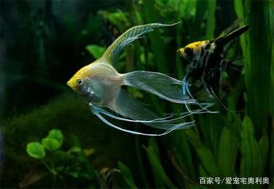 魚一般餓多久會死？魚類饑餓極限與生存機(jī)制解析
