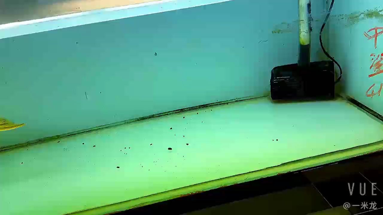 給你們看條迪納的金頭，真的好金頭表現 給你們看條迪納的金頭，真的好金頭表現 龍魚論壇