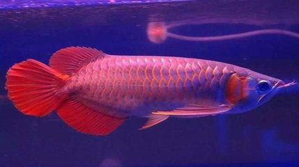 魚養三條魚有什么寓意？從風水、文化到生活哲學的深度解讀
