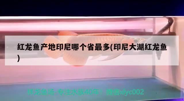 紅龍魚產地印尼哪個省最多(印尼大湖紅龍魚)