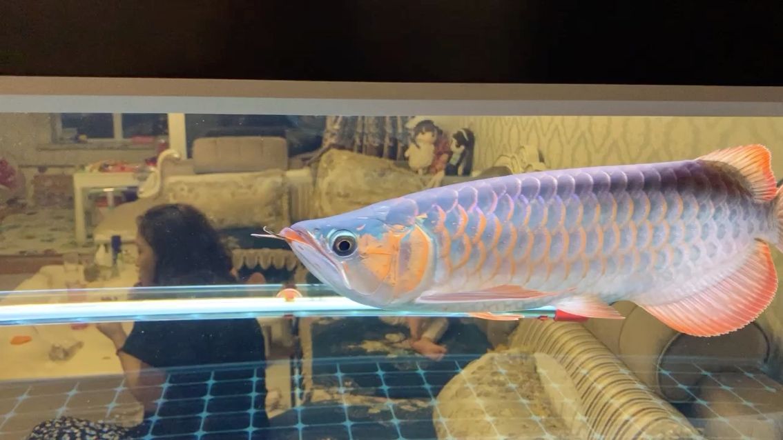 綿陽市涪城區劉氏森森水族店 綿陽市涪城區劉氏森森水族店 全國水族館企業名錄 第2張