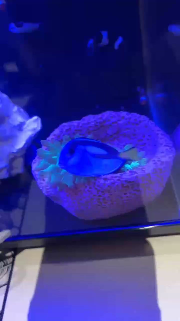 新成員全軍覆沒，帶走倆老缸魚！ 新成員全軍覆沒，帶走倆老缸魚！ 龍魚論壇