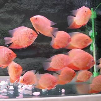 觀賞魚養殖公司排名（關于觀賞魚養殖公司的一些信息）