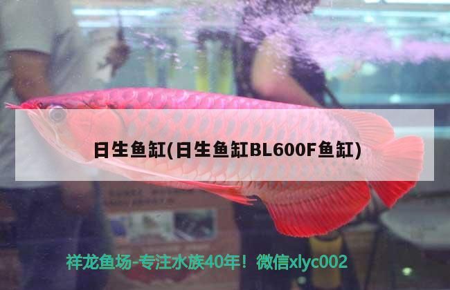 詳細(xì)閱讀:魚缸框架用什么材料做最好呢圖片欣賞( 魚缸框架用什么材料做最好呢圖片欣賞一下) 魚缸框架用什么材料做最好呢圖片欣賞( 魚缸框架用什么材料做最好呢圖片欣賞一下)