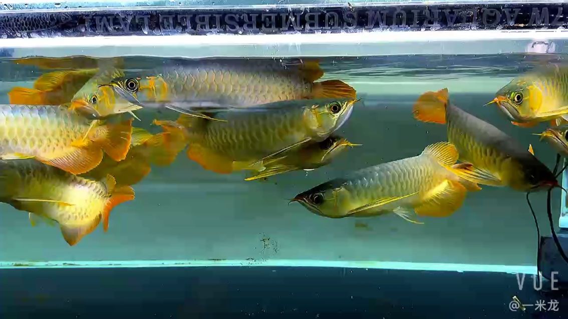 給你們看看雷塔的一些細節,鱗片 龍魚論壇 給你們看看雷塔的一些細節,鱗片 給你們看看雷塔的一些細節,鱗片 龍魚論壇