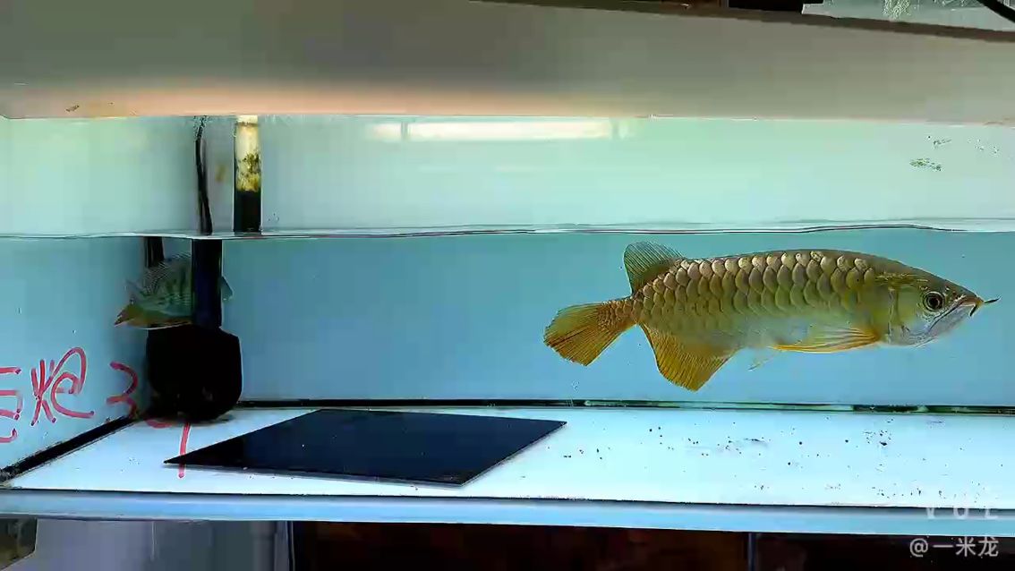 魚缸過濾器選購指南:自制魚缸過濾器魚缸上置過濾器對于養(yǎng)魚愛好者的必備知識(shí) 我拿一條非常飽滿正常頭型的來說 龍魚論壇 我拿一條非常飽滿正常頭型的來說 我拿一條非常飽滿正常頭型的來說 龍魚論壇