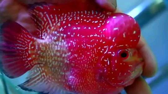元寶火鳳凰 超可愛 元寶火鳳凰 超可愛 元寶鳳凰魚百科 第1張