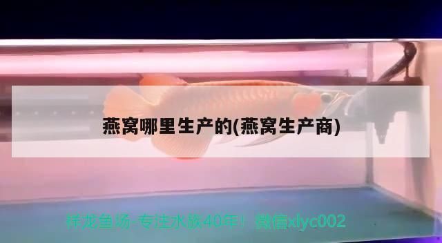 元寶火鳳凰 超可愛 元寶火鳳凰 超可愛 元寶鳳凰魚百科 第3張
