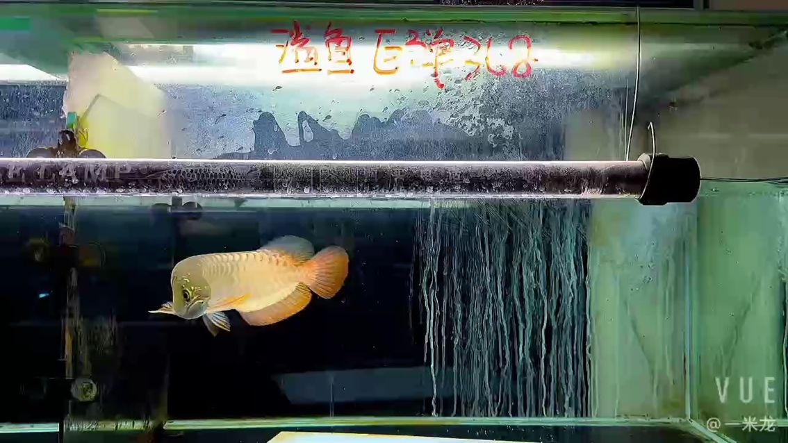 為啥有時候說微鯊到最后更能體現你想要炮彈