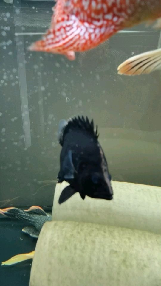 詳細(xì)閱讀:銅錢草種魚缸里對(duì)魚有影響嗎(銅錢草種魚缸里對(duì)魚有影響嗎圖片) 銅錢草種魚缸里對(duì)魚有影響嗎(銅錢草種魚缸里對(duì)魚有影響嗎圖片)