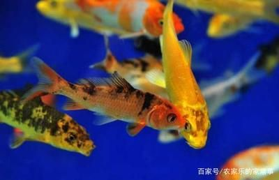 觀賞魚浮在不動怎么回事著（觀賞魚浮在水面不動可能是由于多種原因引起的原因） 觀賞魚浮在不動怎么回事著（觀賞魚浮在水面不動可能是由于多種原因引起的原因） 則道紅龍 第1張