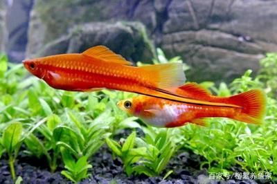 觀賞魚浮在不動怎么回事著（觀賞魚浮在水面不動可能是由于多種原因引起的原因） 觀賞魚浮在不動怎么回事著（觀賞魚浮在水面不動可能是由于多種原因引起的原因） 則道紅龍 第2張