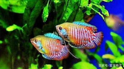 觀賞魚浮在不動怎么回事著（觀賞魚浮在水面不動可能是由于多種原因引起的原因） 觀賞魚浮在不動怎么回事著（觀賞魚浮在水面不動可能是由于多種原因引起的原因） 則道紅龍 第3張