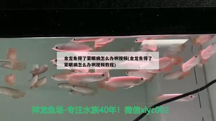 金龍魚內蒙眼怎么治vs祥龍魚場：金龍魚內蒙眼治療案例分享金龍魚內蒙眼的治療方法