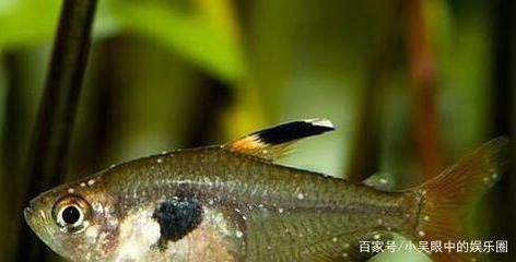 養19條魚最吉利最旺財，風水魚數量背后的奧秘 養19條魚最吉利最旺財，風水魚數量背后的奧秘 龍魚百科 第3張
