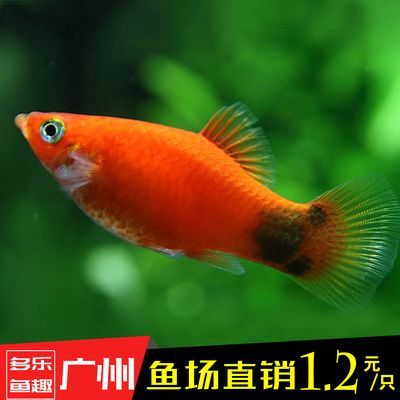 觀賞魚新手（養觀賞魚的基礎知識和技巧）