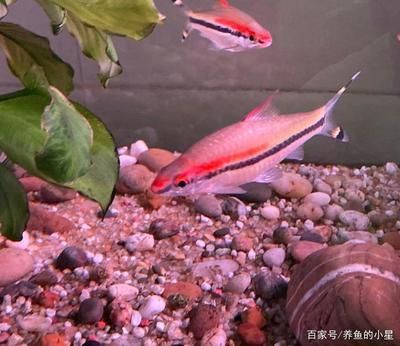 觀賞魚(yú)新手（養(yǎng)觀賞魚(yú)的基礎(chǔ)知識(shí)和技巧） 觀賞魚(yú)新手（養(yǎng)觀賞魚(yú)的基礎(chǔ)知識(shí)和技巧） 龍魚(yú)之家 第4張
