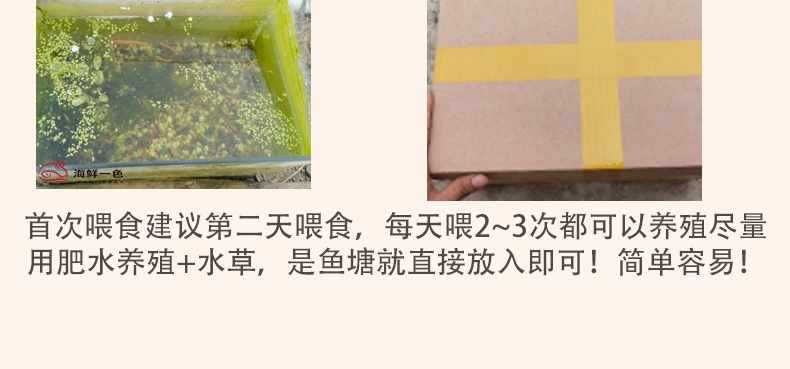 魚眼睛有白膜能自愈嗎？原因、治療與預防全解析
