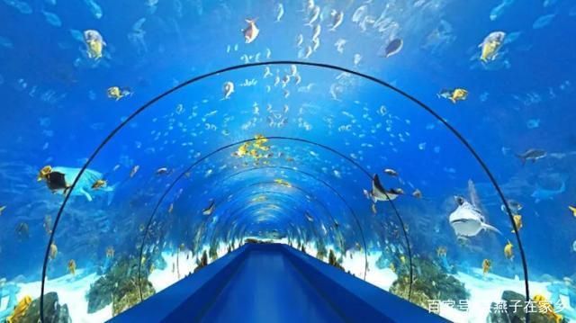水族館店鋪里有什么動物：水族館店鋪的動物種類多樣 水族館店鋪里有什么動物：水族館店鋪的動物種類多樣 水族館百科（水族館加盟） 第2張