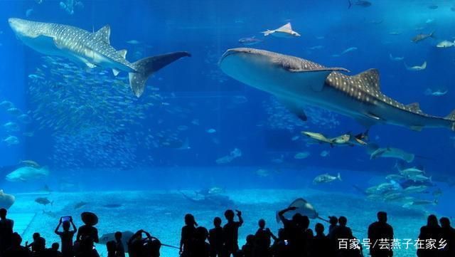 水族館店鋪里有什么動物：水族館店鋪的動物種類多樣 水族館店鋪里有什么動物：水族館店鋪的動物種類多樣 水族館百科（水族館加盟） 第3張